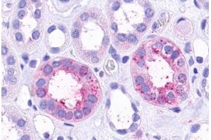Anti-TAAR9 antibody  ABIN1049388 IHC staining of human kidney, renal tubules.