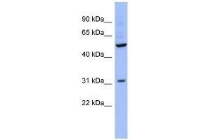 WB Suggested Anti-RBMS3 Antibody Titration:  0. (RBMS3 antibody  (Middle Region))