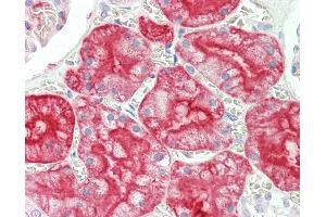 Anti-AQP1 / Aquaporin 1 antibody IHC staining of human kidney.