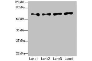 Western blot All lanes: CFAP52 antibody at 4 μg/mL Lane 1: HepG2 whole cell lysate Lane 2: K562 whole cell lysate Lane 3: U937 whole cell lysate Lane 4: A549 whole cell lysate Secondary Goat polyclonal to rabbit IgG at 1/10000 dilution Predicted band size: 69, 70, 61 kDa Observed band size: 69 kDa (WDR16 antibody  (AA 101-400))