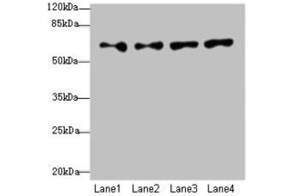 WDR16 antibody  (AA 101-400)