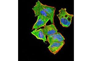 Immunocytochemistry (ICC) image for anti-PYD and CARD Domain Containing (PYCARD) (AA 1-120) antibody (ABIN5542580)