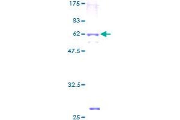 HAS3 Protein (AA 1-281) (GST tag)