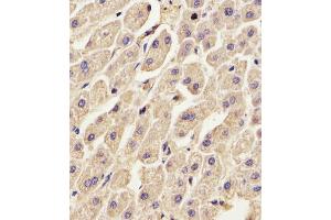 Antibody staining ANXA2 in Human liver tissue sections by Immunohistochemistry (IHC-P - paraformaldehyde-fixed, paraffin-embedded sections). (Annexin A2 antibody  (N-Term))