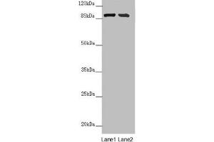 Western blot All lanes: CEP95 antibody at 6. (CEP95 antibody  (AA 582-821))