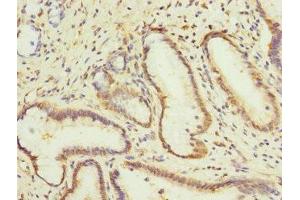 Immunohistochemistry of paraffin-embedded human pancreatic tissue using ABIN7146772 at dilution of 1:100