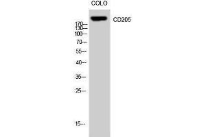 Western Blotting (WB) image for anti-Lymphocyte Antigen 75 (LY75) (Internal Region) antibody (ABIN3183747) (LY75/DEC-205 antibody  (Internal Region))