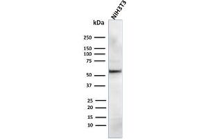 Western Blot Analysis of human NIH3T3 cell lysate using AKT1 Mouse Monoclonal Antibody (AKT1/2784). (AKT1 antibody  (AA 85-189))