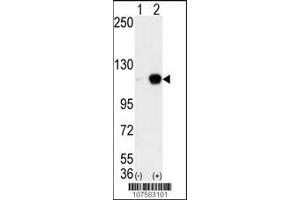 Western blot analysis of AOF2 (arrow) using LSD1 Antibody (C-term) (ABIN388023 and ABIN2845465).