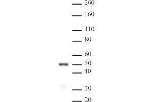 IRF-3 pAb tested by Western blot. (IRF3 antibody  (AA 306-312))