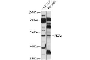 Western blot analysis of extracts of various cell lines, using FEZF2 antibody (ABIN7267171) at 1:1000 dilution. (FEZF2 antibody  (AA 1-280))