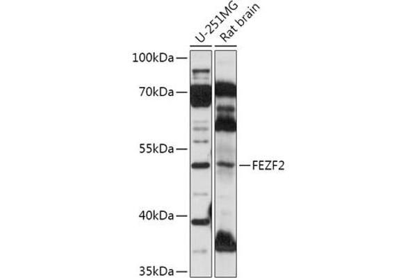 FEZF2 anticorps  (AA 1-280)