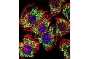 Fluorescent confocal image of C2C12 cell stained with ENO1 Antibody (Center) (ABIN390429 and ABIN2840814). (ENO1 antibody  (AA 178-205))