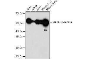 Western blot analysis of extracts of various cell lines, using MAGE-1/MA Rabbit mAb (ABIN1678880, ABIN3015292, ABIN3015293 and ABIN7101339) at 1:1000 dilution. (MAGEA1 antibody)