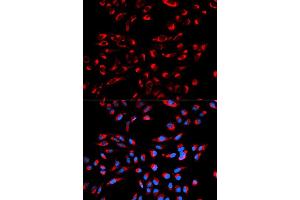 Immunofluorescence (IF) image for anti-Complement Component 1, Q Subcomponent Binding Protein (C1QBP) antibody (ABIN1871379) (C1QBP antibody)
