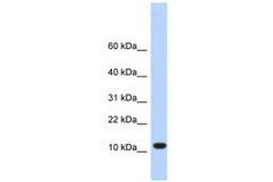 Image no. 1 for anti-Chromosome 10 Open Reading Frame 57 (C10ORF57) (AA 36-85) antibody (ABIN6741071) (CJ057 antibody  (AA 36-85))