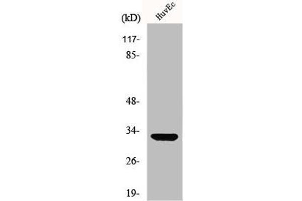 MRPL24 antibody  (Internal Region)