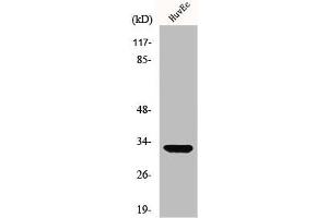 Western Blot analysis of HuvEc cells using MRP-L24 Polyclonal Antibody (MRPL24 antibody  (Internal Region))