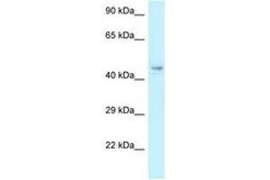 Image no. 1 for anti-COP9 Signalosome Subunit 4 (COPS4) (AA 53-102) antibody (ABIN6747769) (COPS4 antibody  (AA 53-102))