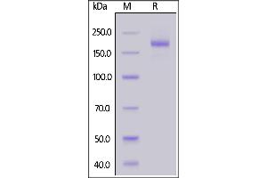 Biotinylated SARS-CoV-2 S protein trimer, His,Avitag on  under reducing (R) condition. (SARS-CoV-2 Spike Protein (B.1.351 - beta, Trimer) (His tag,AVI tag,Biotin))
