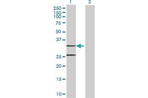 TACO1 antibody  (AA 1-297)