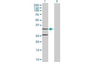 Western Blot analysis of CCDC44 expression in transfected 293T cell line by CCDC44 MaxPab polyclonal antibody. (TACO1 antibody  (AA 1-297))