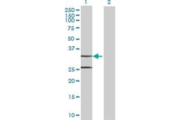 TACO1 antibody  (AA 1-297)
