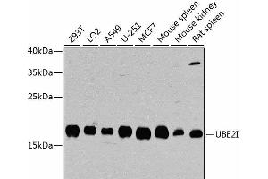 Western blot analysis of extracts of various cell lines using UBE2I Polyclonal Antibody at dilution of 1:1000. (UBE2I antibody)