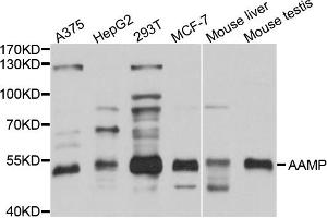 Western blot analysis of extracts of various cell lines, using AAMP antibody (ABIN1875463) at 1:1000 dilution. (AAMP antibody)