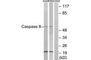 Western blot analysis of extracts from A549/K562, using Caspase 8 (Ab-347) Antibody.