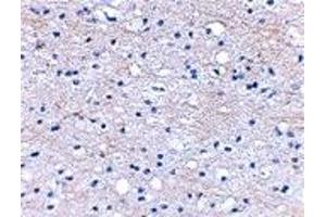 Immunohistochemistry (IHC) image for anti-Hyaluronan and Proteoglycan Link Protein 2 (HAPLN2) (Middle Region) antibody (ABIN1030892) (HAPLN2 antibody  (Middle Region))