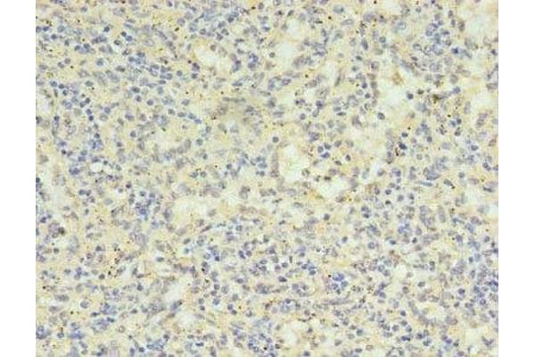 SH3BGRL antibody  (AA 1-114)