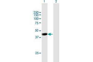 Western Blot analysis of PCMTD2 expression in transfected 293T cell line by PCMTD2 MaxPab polyclonal antibody. (PCMTD2 antibody  (AA 1-361))