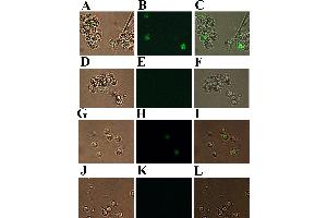 Immunofluorescent analysis of P247 and P523 expression in megalocytivirus-infected fish. (Goat anti-Rat IgG Antibody (FITC))
