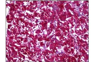 Immunohistochemistry (IHC) image for anti-Malate Dehydrogenase 1, NAD (Soluble) (MDH1) (AA 101-193) antibody (ABIN953360) (MDH1 antibody  (AA 101-193))