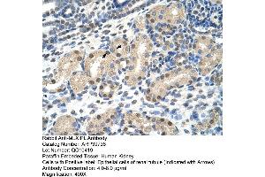 Human kidney (MLXIPL antibody  (N-Term))