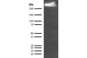 Western Blotting (WB) image for anti-Thyroglobulin (TG) antibody (ABIN613829) (Thyroglobulin antibody)