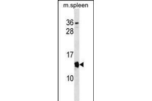 Mouse Cdkn2a Antibody (Center) (ABIN1538376 and ABIN2838239) western blot analysis in mouse spleen tissue lysates (35 μg/lane).