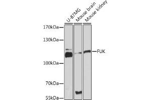 Western blot analysis of extracts of various cell lines, using FUK Rabbit pAb (ABIN7267270) at 1:3000 dilution. (FUK antibody  (AA 795-1084))
