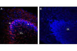 Expression of VGAT in mouse cerebellum. (SLC32A1 antibody  (Cytosolic, N-Term))