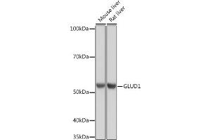 GLUD1 抗体