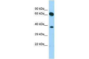 WB Suggested Anti-SHC4 Antibody Titration: 1. (SHC4 antibody  (N-Term))