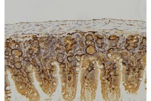 ABIN6274075 at 1/100 staining Mouse colon tissue by IHC-P. (LRP6 antibody  (C-Term))