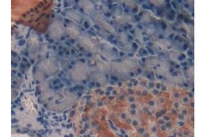 Detection of TFF2 in Rat Pancreas Tissue using Monoclonal Antibody to Trefoil Factor 2 (TFF2) (Trefoil Factor 2 antibody  (AA 27-129))