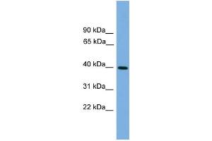 WB Suggested Anti-ITLN2 Antibody Titration: 0. (ITLN2 antibody  (Middle Region))