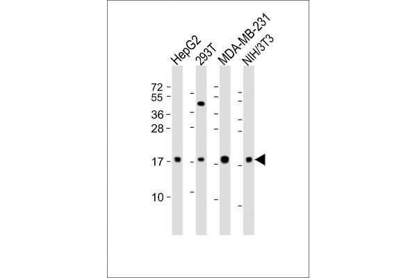 HMGA2 antibody  (N-Term)
