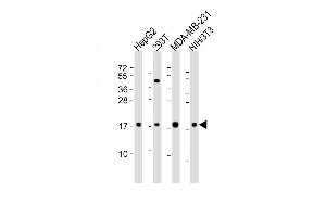 All lanes : Anti-Hmga2 Antibody (N-term) at 1:2000 dilution Lane 1: HepG2 whole cell lysates Lane 2: 293T whole cell lysates Lane 3: MDA-MB-231 whole cell lysates Lane 4: NIH/3T3 whole cell lysates Lysates/proteins at 20 μg per lane.