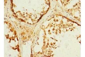 Immunohistochemistry of paraffin-embedded human testis tissue using ABIN7150046 at dilution of 1:100 (ADAM19 antibody  (AA 203-460))