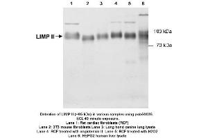 Image no. 2 for anti-Scavenger Receptor Class B, Member 2 (SCARB2) (C-Term) antibody (ABIN363344) (SCARB2 antibody  (C-Term))