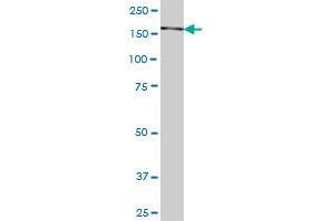 SNAPC4 antibody  (AA 53-162)